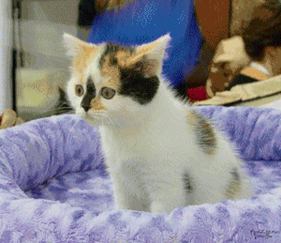 №1038643 - предпросмотр