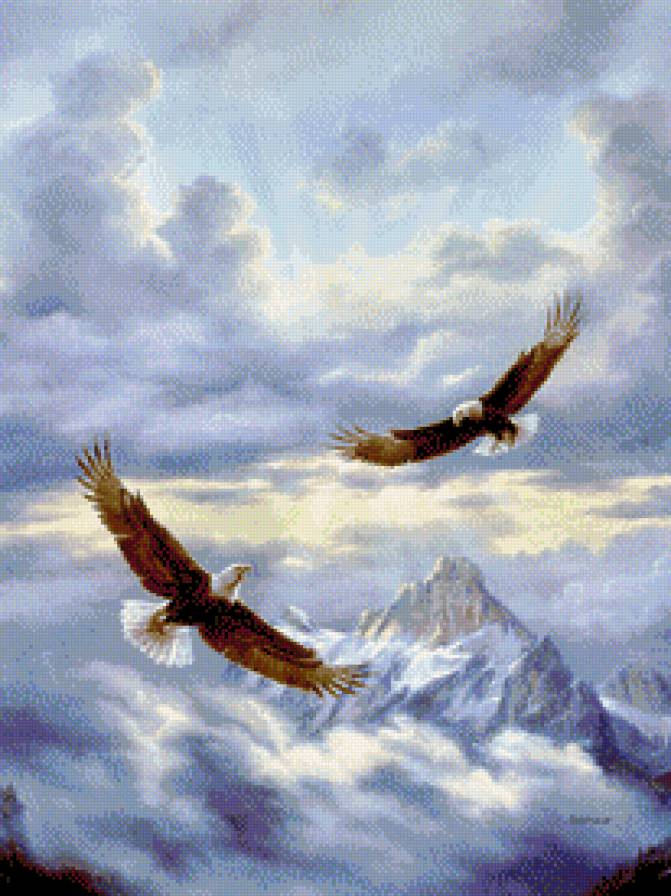 горные орлы - птицы - предпросмотр