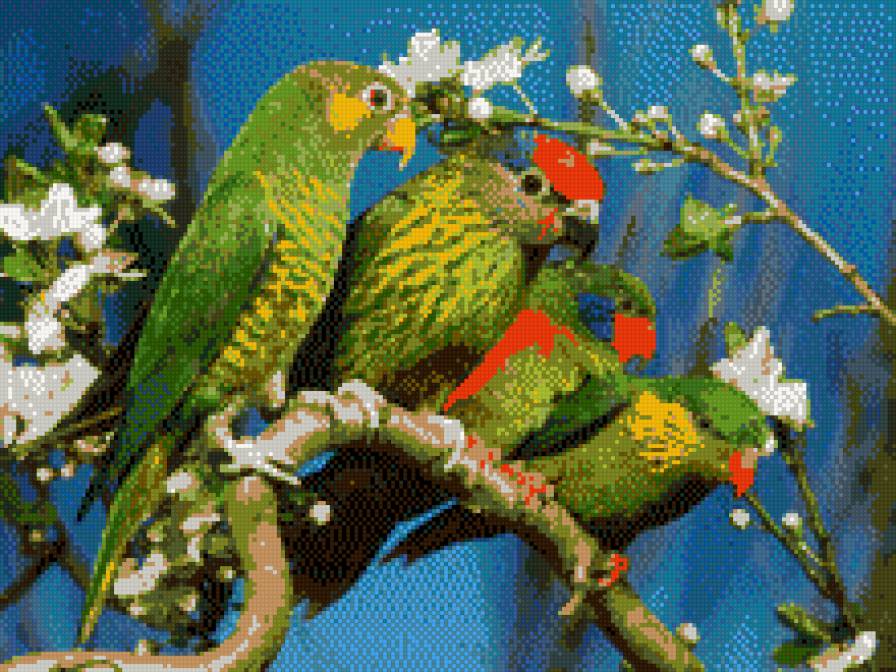 попугайчики - предпросмотр