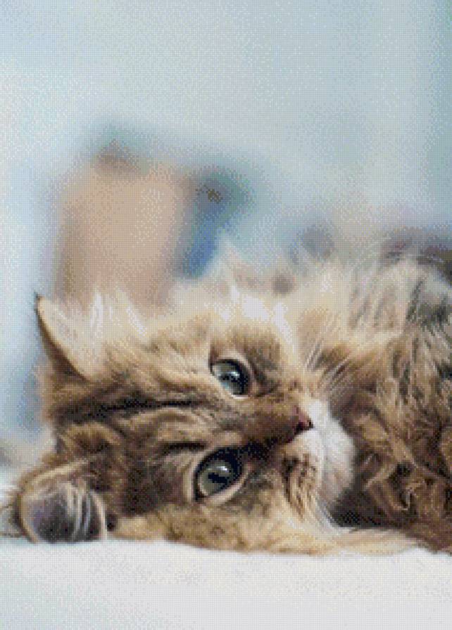 Котеночек - коты, кошки, домашние животные, котята, животные, уют - предпросмотр