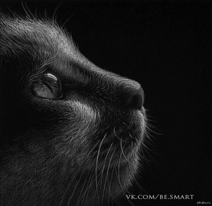 Кот - кот - оригинал