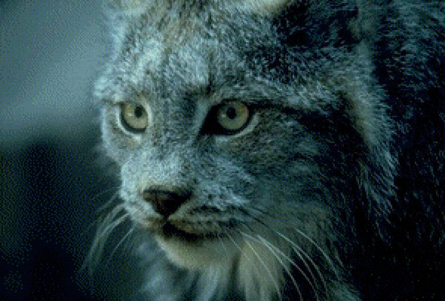 дикая кошка - дикая кошка - предпросмотр