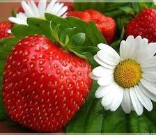 Схема вышивки «виктория»