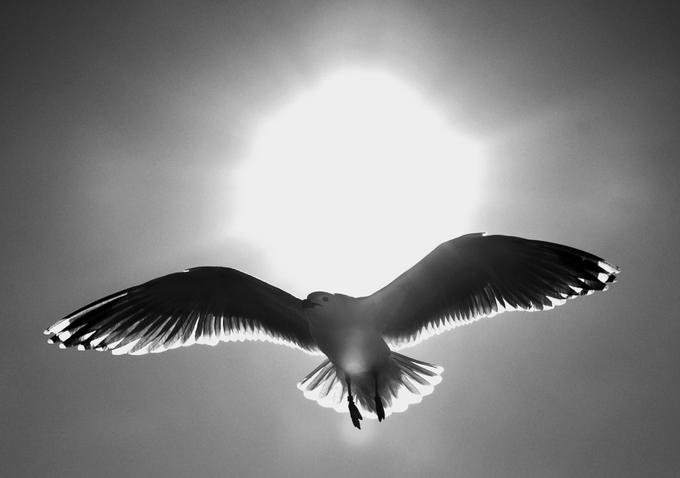 №1041227 - оригинал