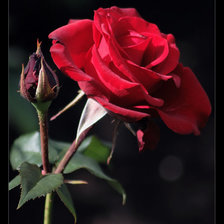 Схема вышивки «№1041243»