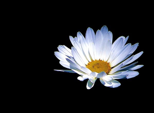 Ромашка - оригинал