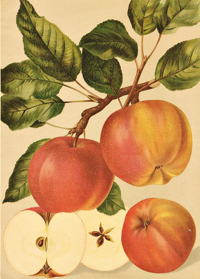 яблука - фрукты - оригинал