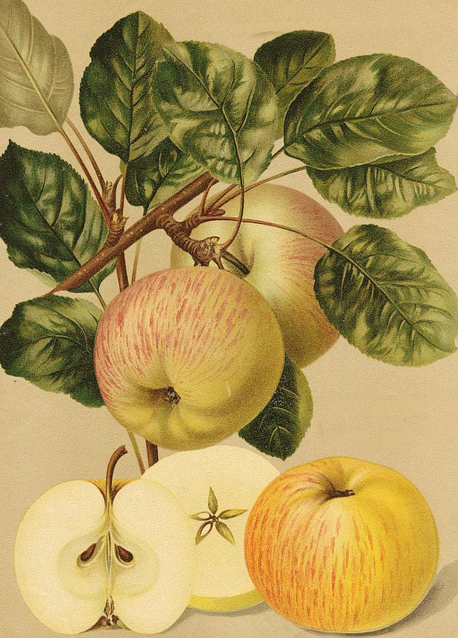 яблука - фрукты - оригинал