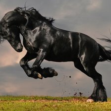 Схема вышивки «Чёрная лошадь»