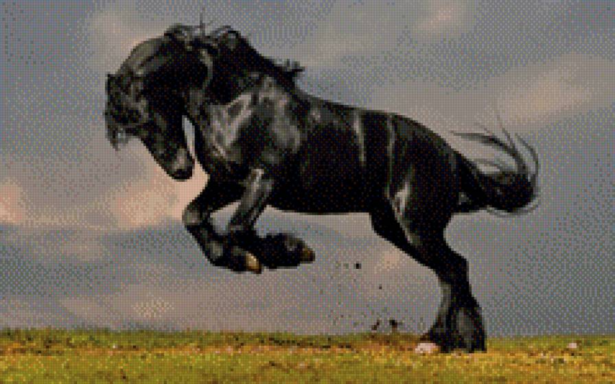 Чёрная лошадь - черная лошадь - предпросмотр
