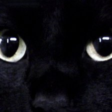 Схема вышивки «Глаза кошки»
