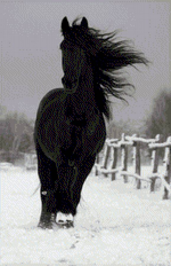 Чёрная лошадь на снегу - черная лошадь на снегу - предпросмотр