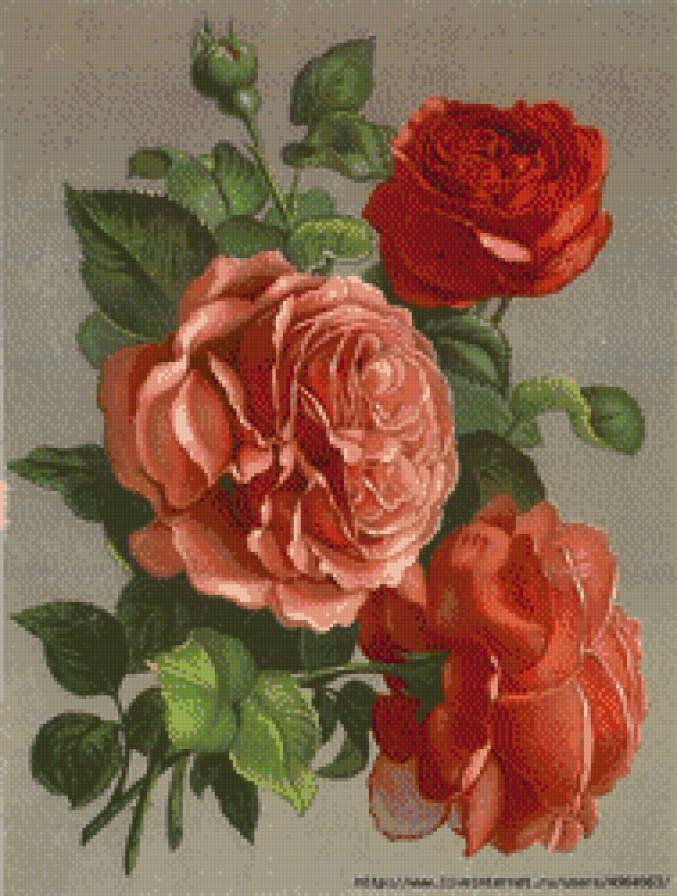 розы - розы - предпросмотр