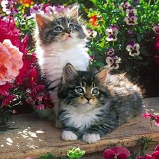 Схема вышивки «Котята»