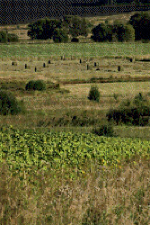 луг - предпросмотр