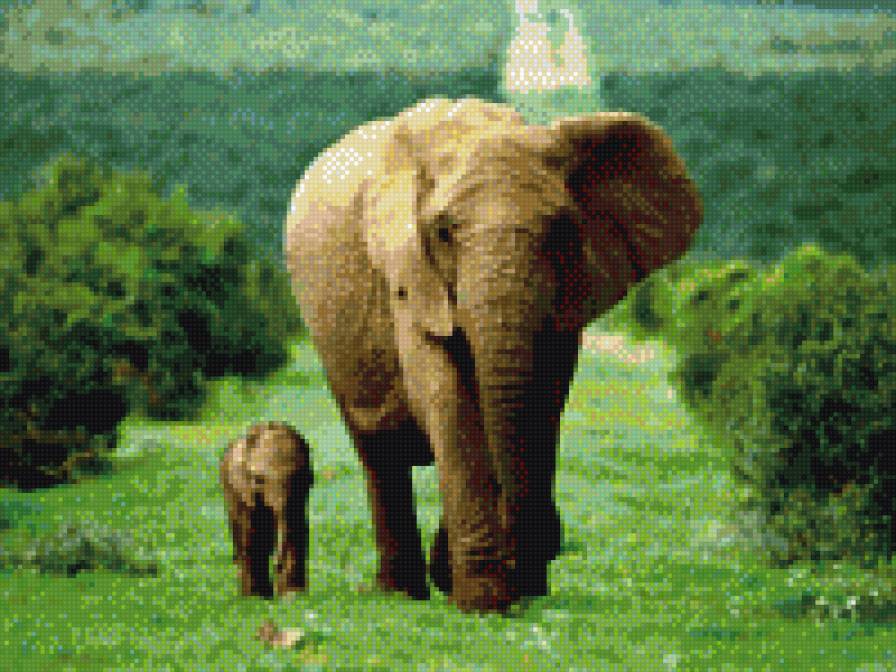 Слоны - слоны - предпросмотр