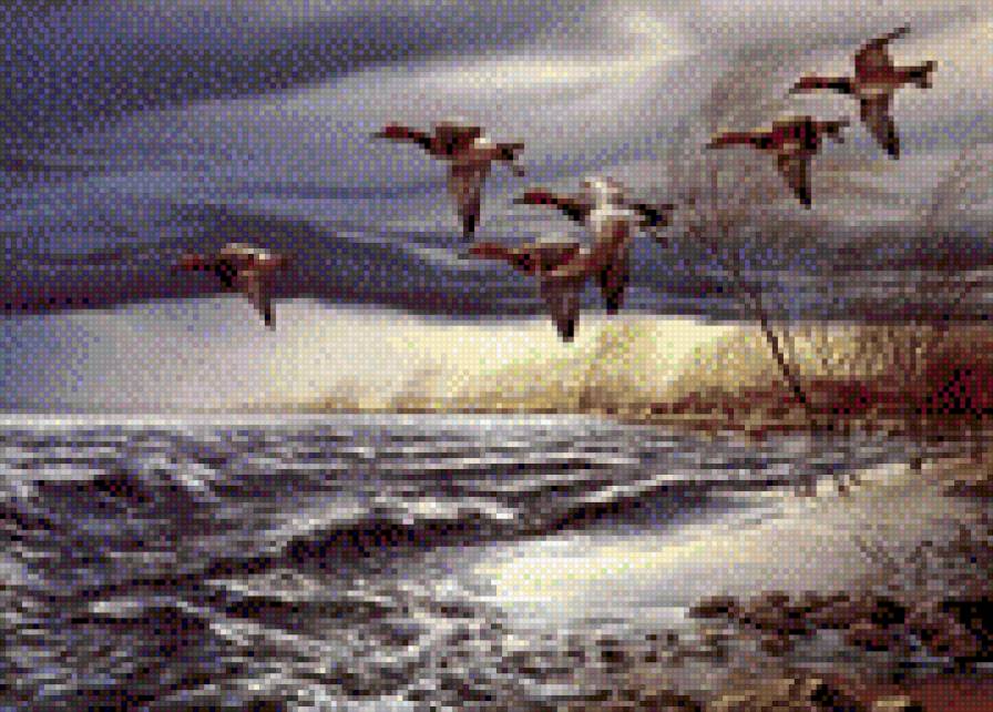 Утки - птицы - предпросмотр