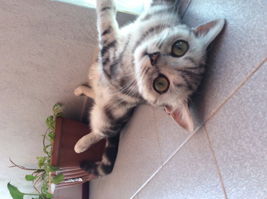 Маленький - животные - оригинал