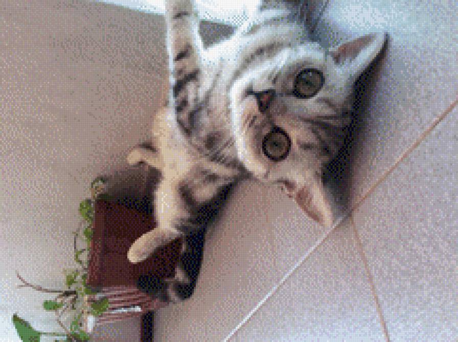 Маленький - животные - предпросмотр