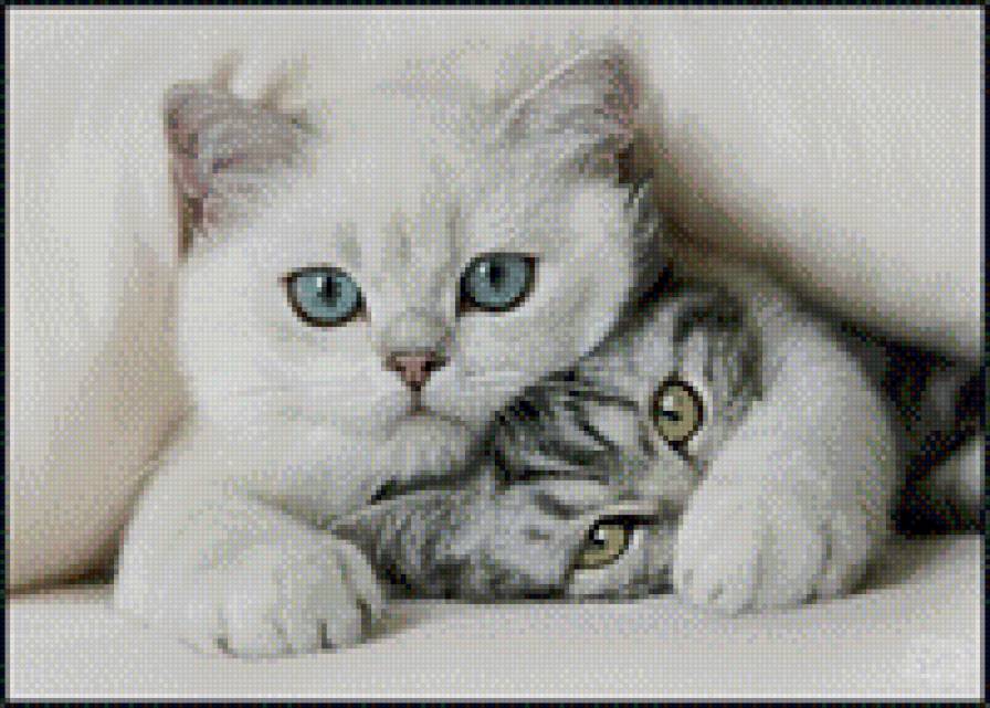 котики - предпросмотр