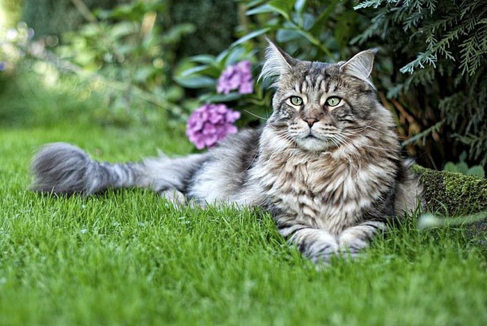 серия "кошки" - кошка. - оригинал