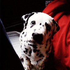 Схема вышивки «щенок»