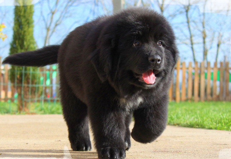 пес - оригинал