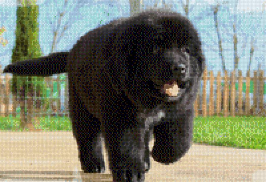 пес - предпросмотр