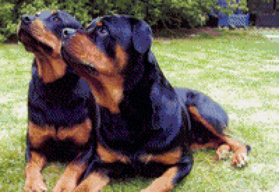 парочка - ротвеллер - предпросмотр