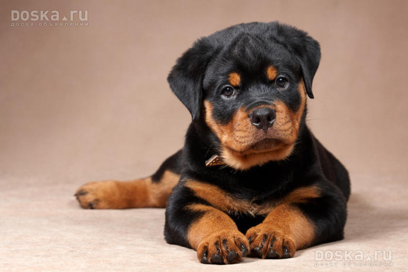 неженка - щенки, ротвеллер - оригинал