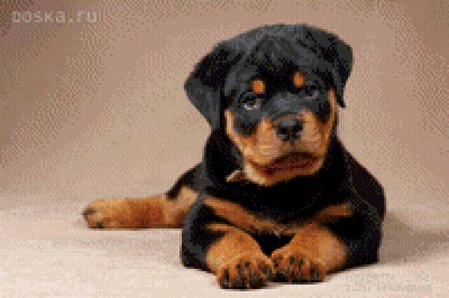 неженка - ротвеллер, щенки - предпросмотр