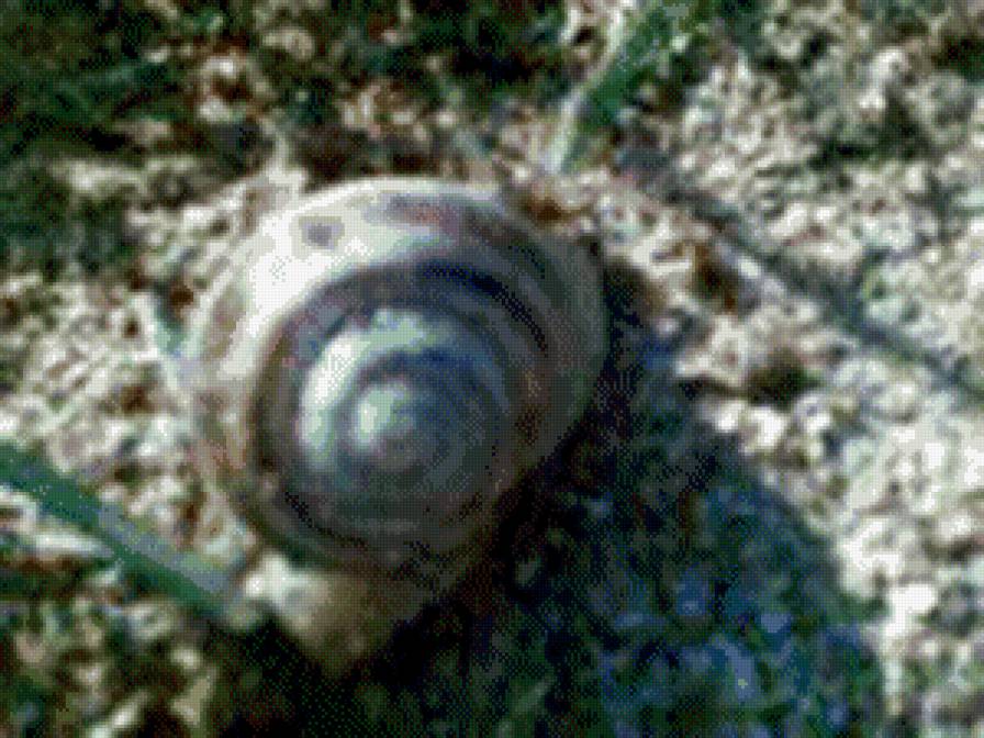 №1045110 - предпросмотр