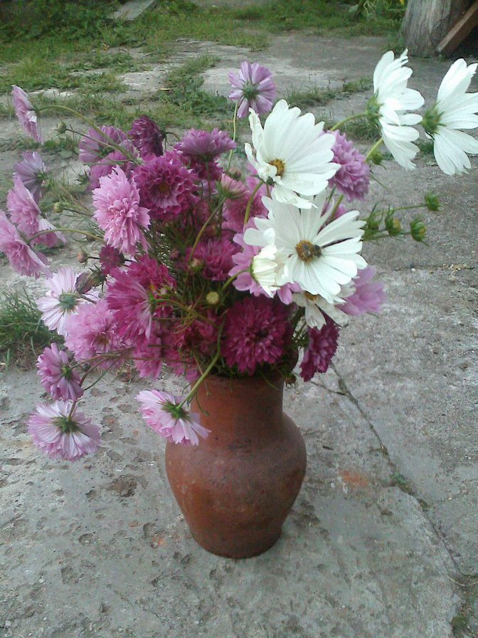 Космея - букеты - оригинал