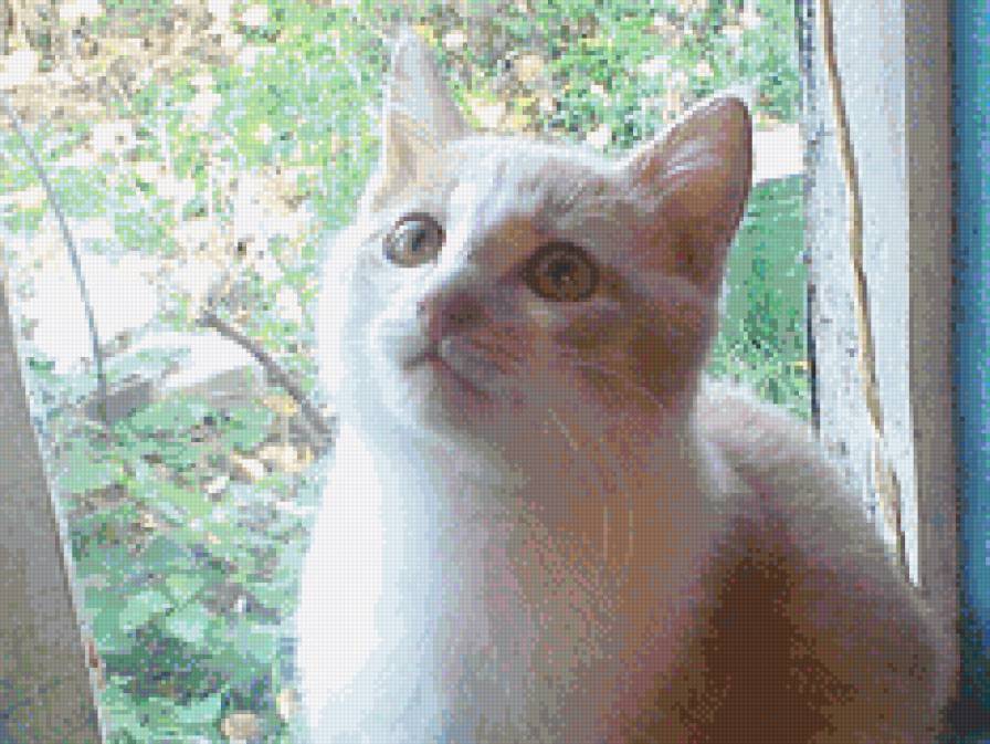 Еот Борис - мои животные - предпросмотр