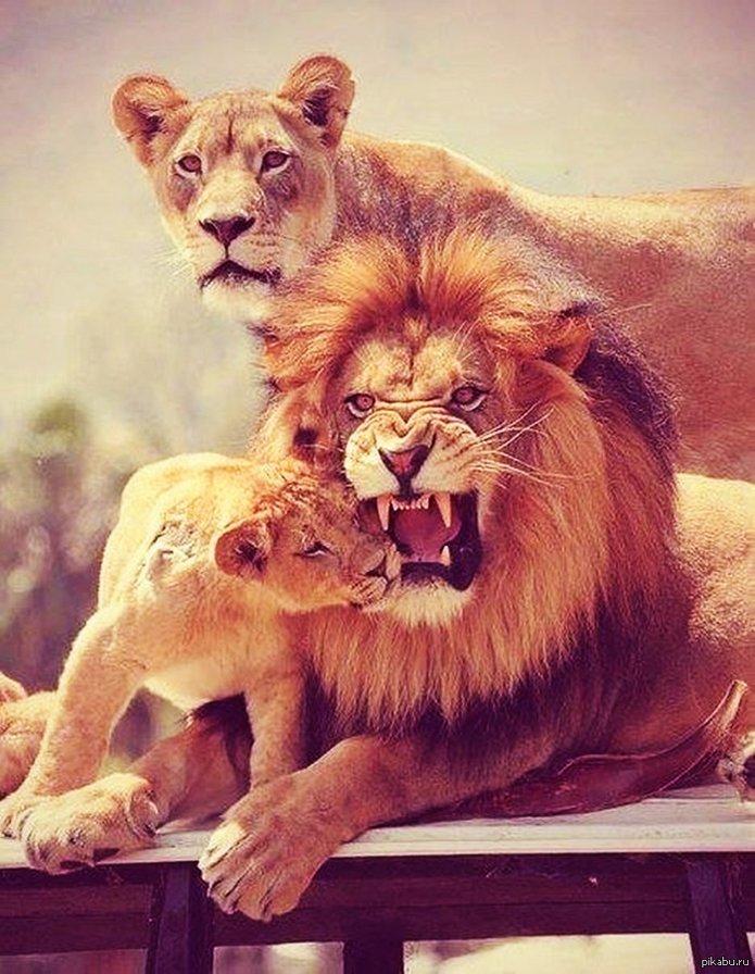 семейство львов - оригинал