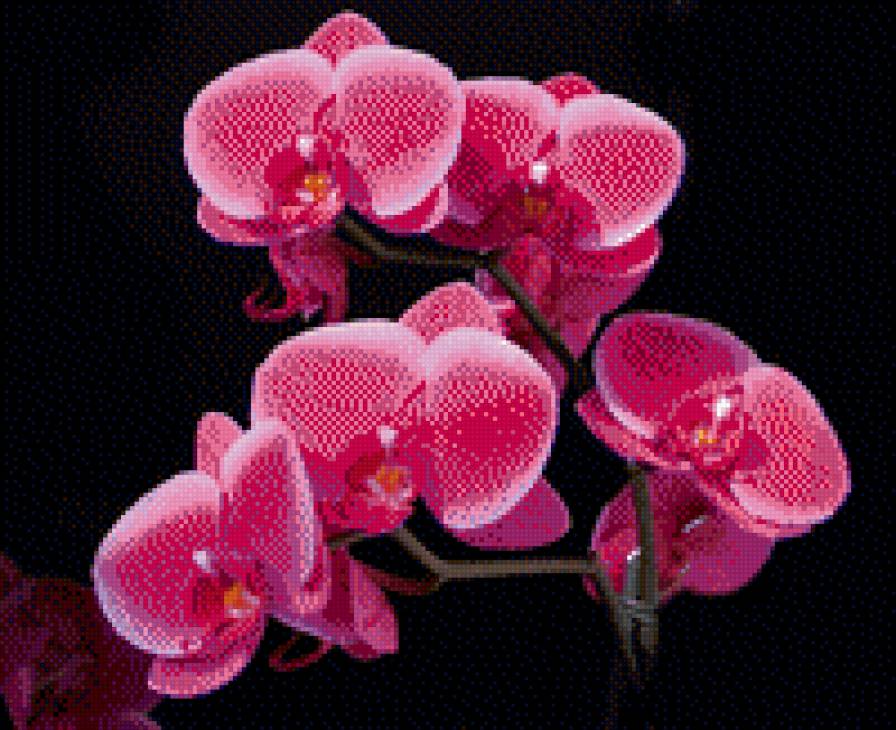 орхидеи - цветы - предпросмотр