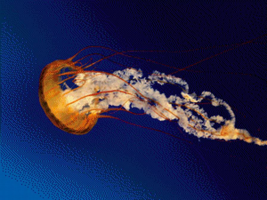 Медуза - медуза - предпросмотр