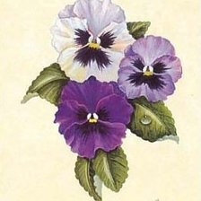 Схема вышивки «pensamientos»