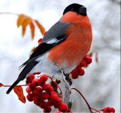 Снегири2 - зима, птицы - оригинал