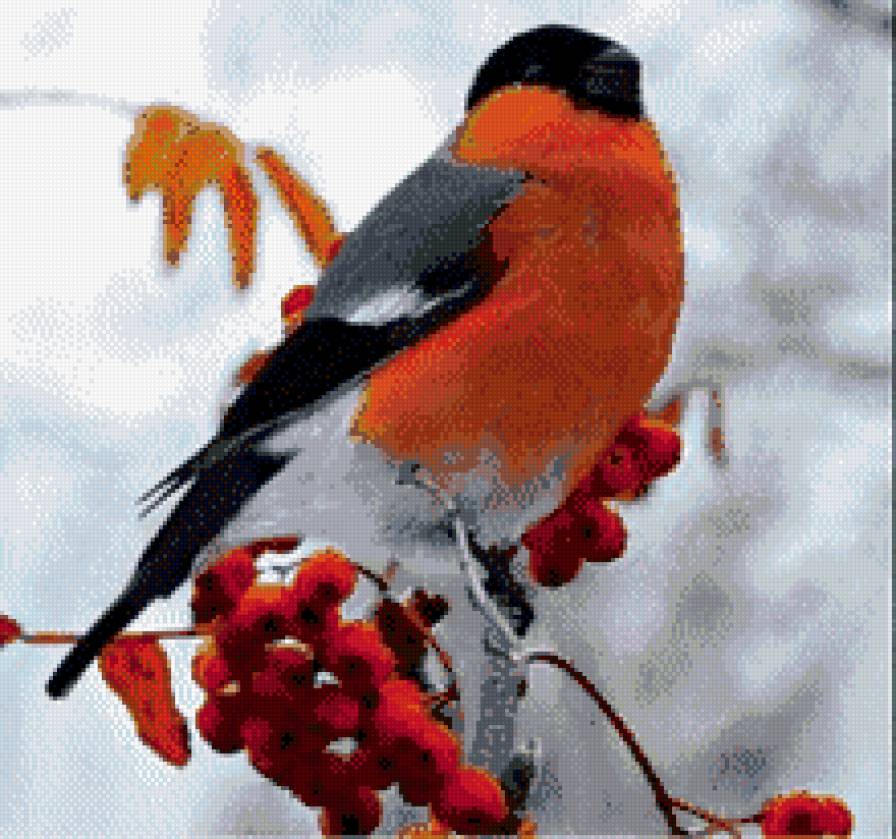 Снегири2 - птицы, зима - предпросмотр