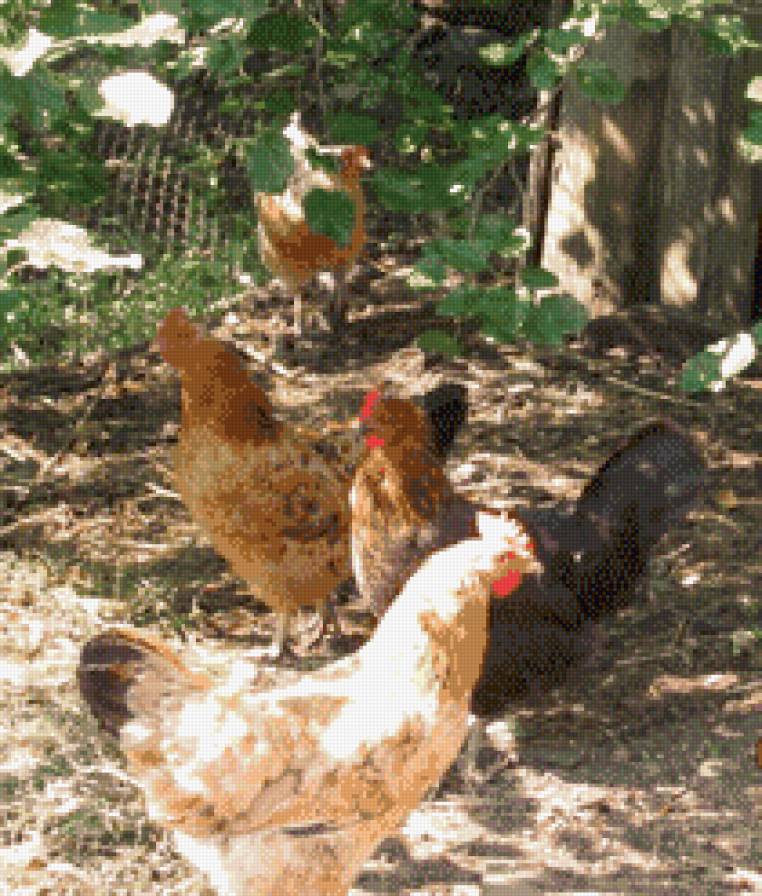 куры - птичий двор, куры - предпросмотр