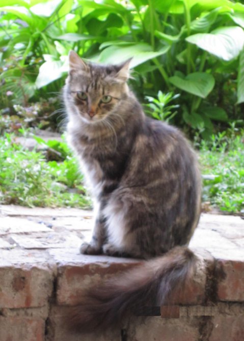 АСЯ - двор, лето, кошка - оригинал