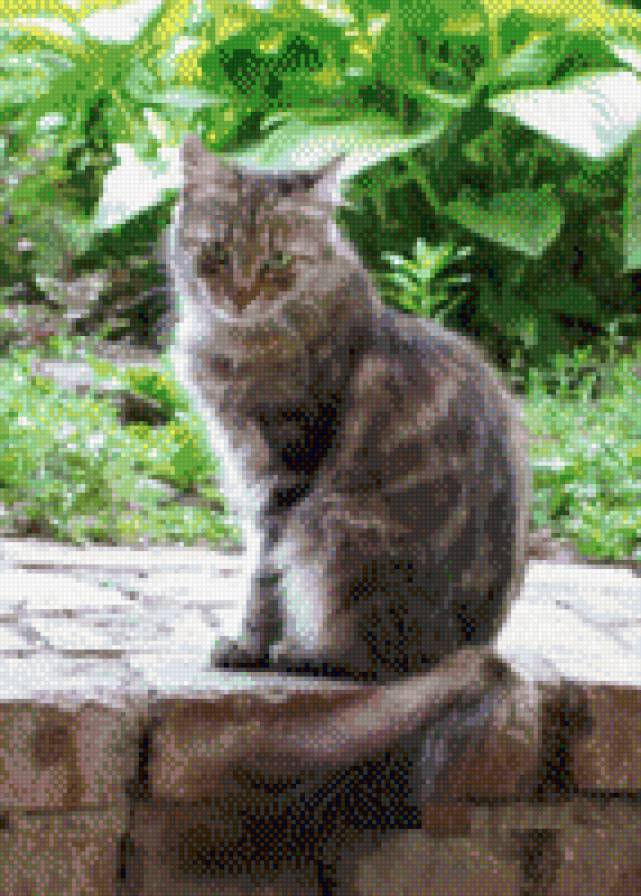 АСЯ - лето, двор, кошка - предпросмотр