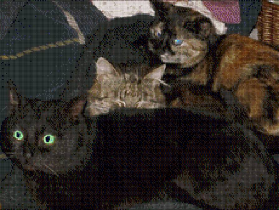 кошки - кошки - предпросмотр