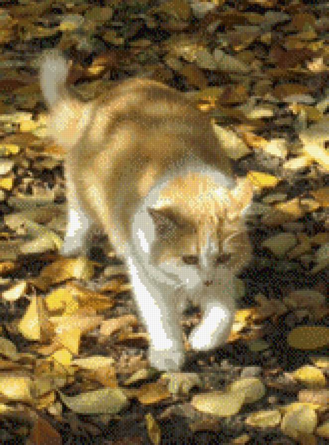 Рыжая кошка в осеннем саду - кошка, осень, листья - предпросмотр