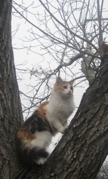 Кошка на дереве - кошка, дерево - оригинал