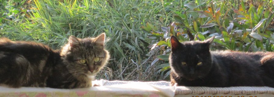 свидание - свидание, кошки - оригинал