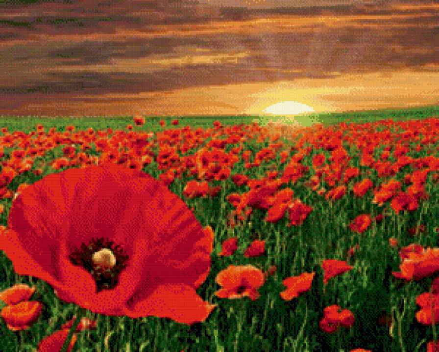 Маковое поле - пейзаж, природа, мак, цветы - предпросмотр