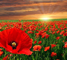 Маковое поле