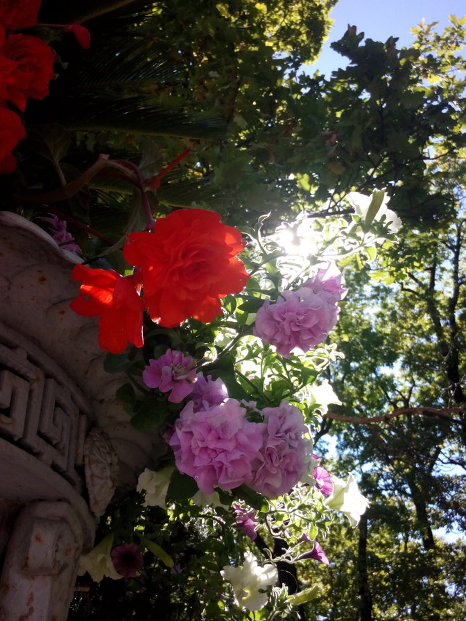 Цветы - солнечный луч, цветы, ваза - оригинал